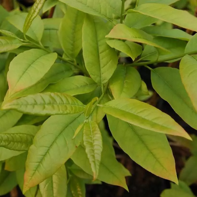 Sourwood