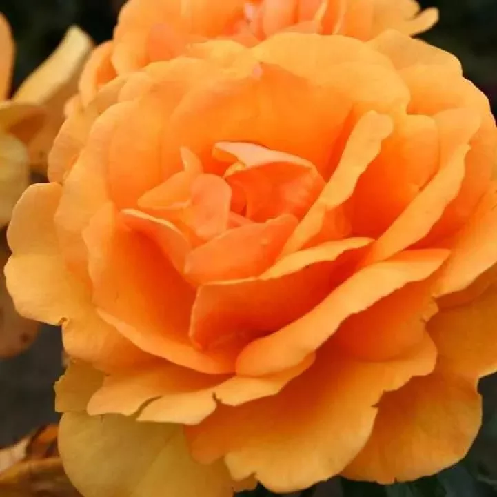 South Africa Sunbelt Rose