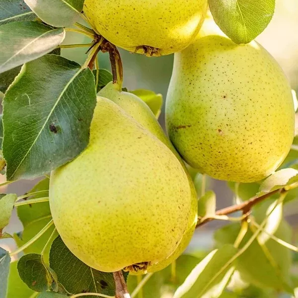 Southern Bartlett Pear