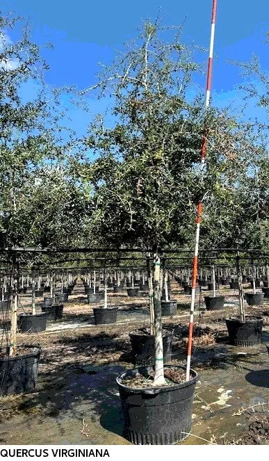 Southern Live Oak Empire