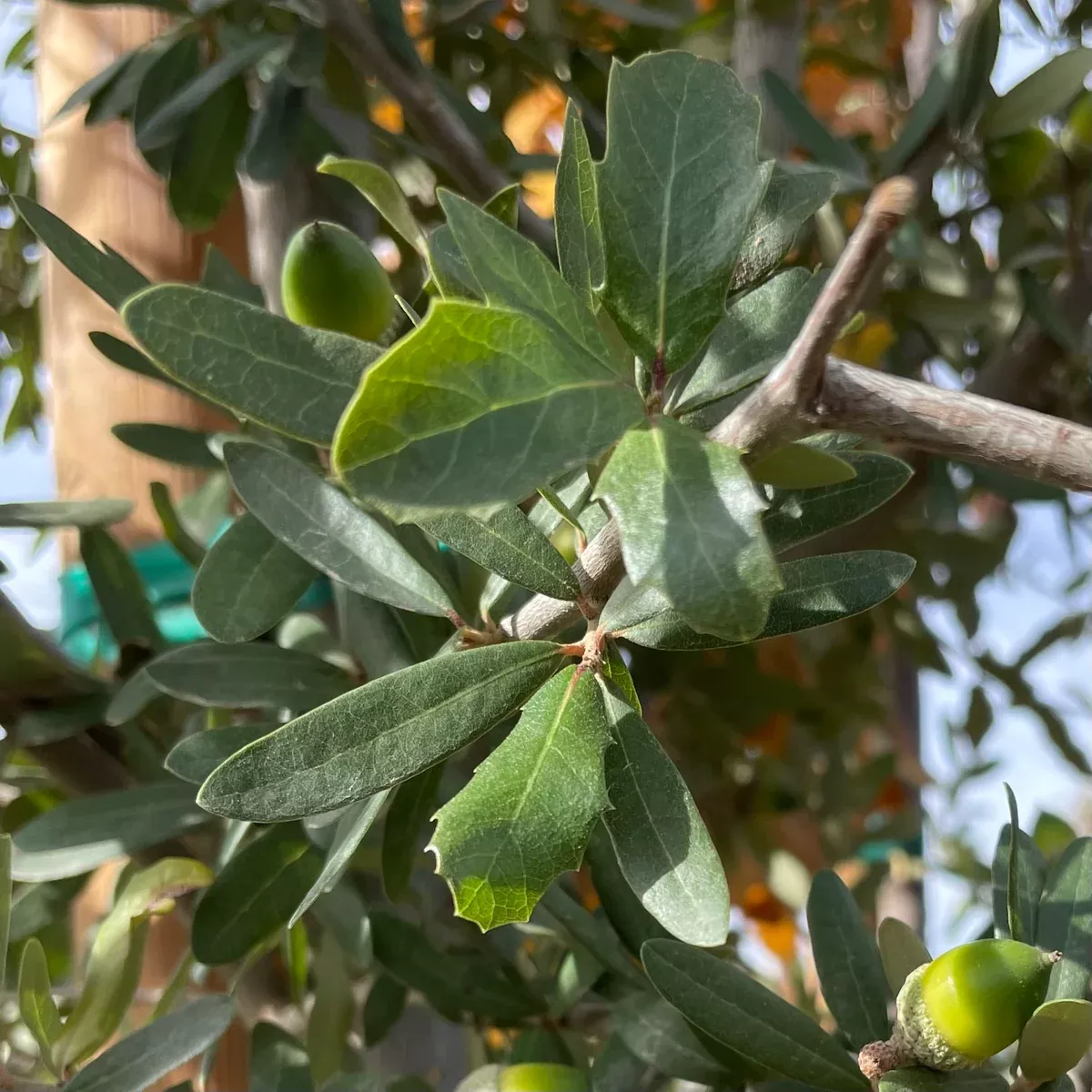 Southern Live Oak