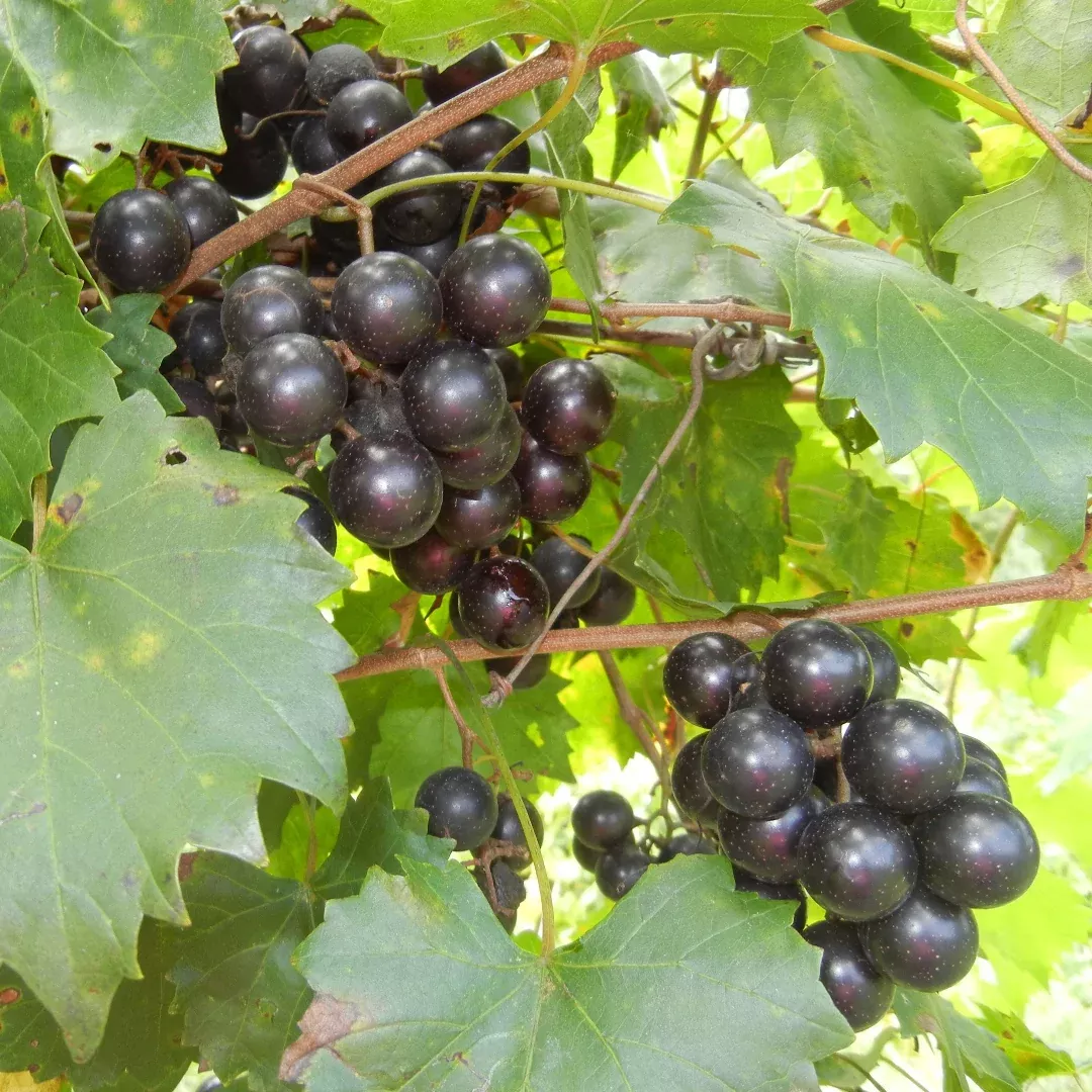 Southland Muscadine Grape Vine Shrub
