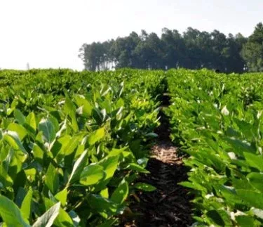 Soybeans Cheraw Gly Tolerant RR 50# bag