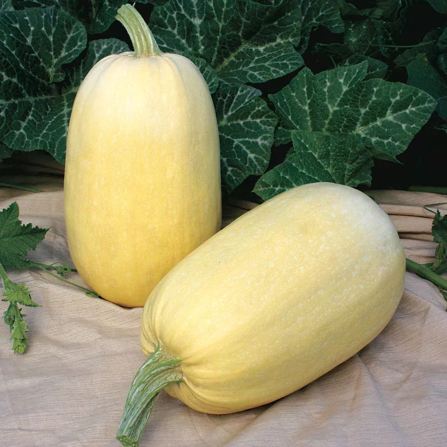 Spagetti Squash "Tivioli"- 4" pot