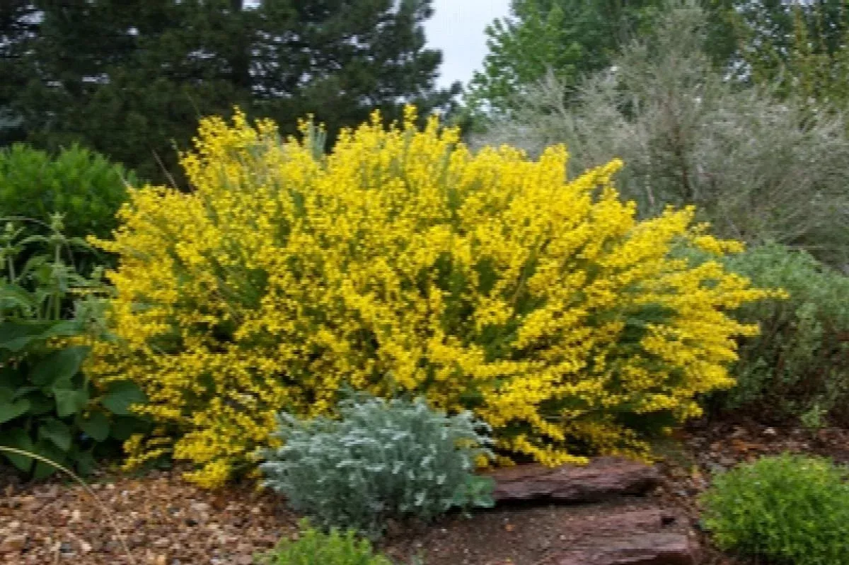 Spanish Gold Broom