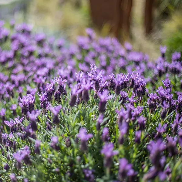 Spanish Lavender