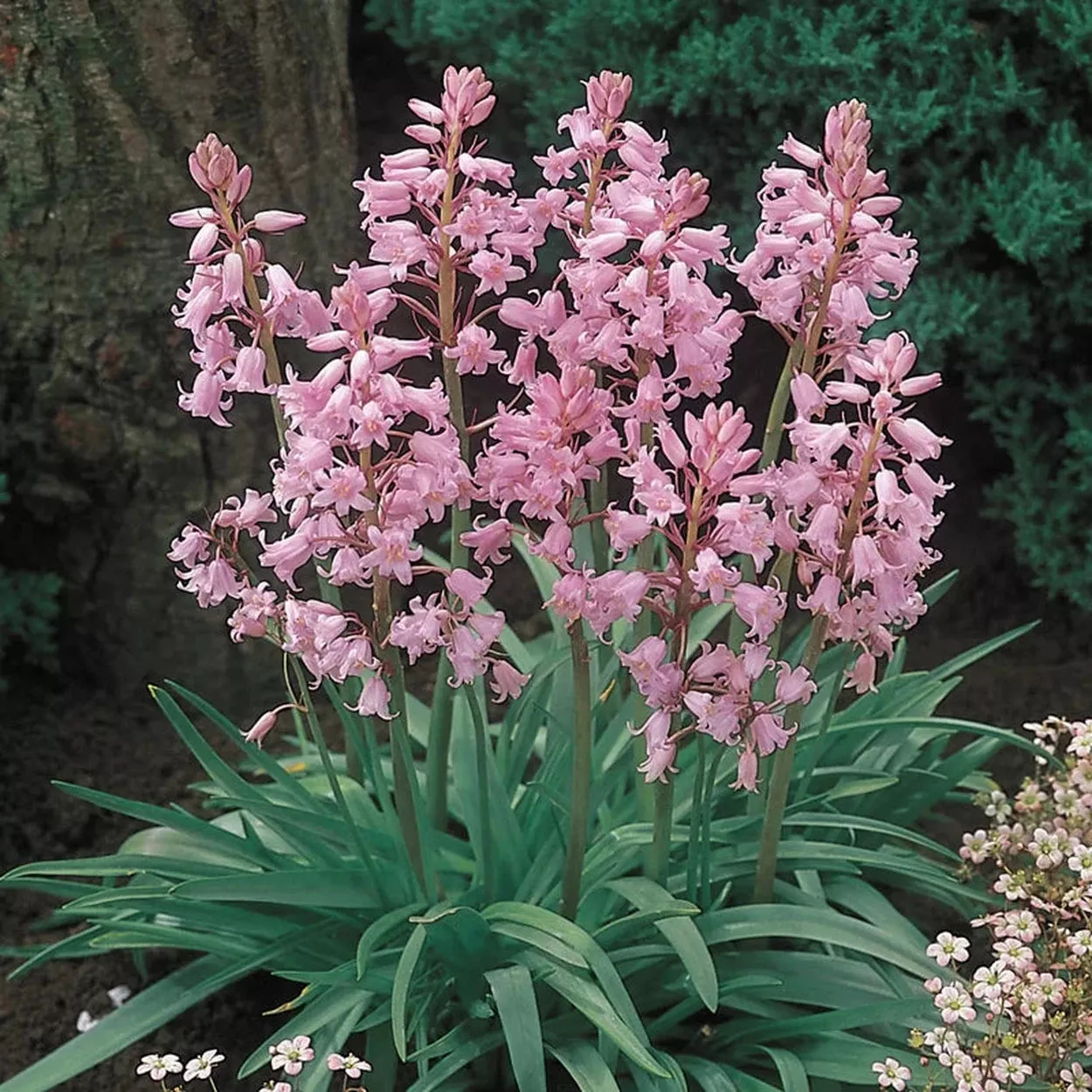 Spanish Pinkbells