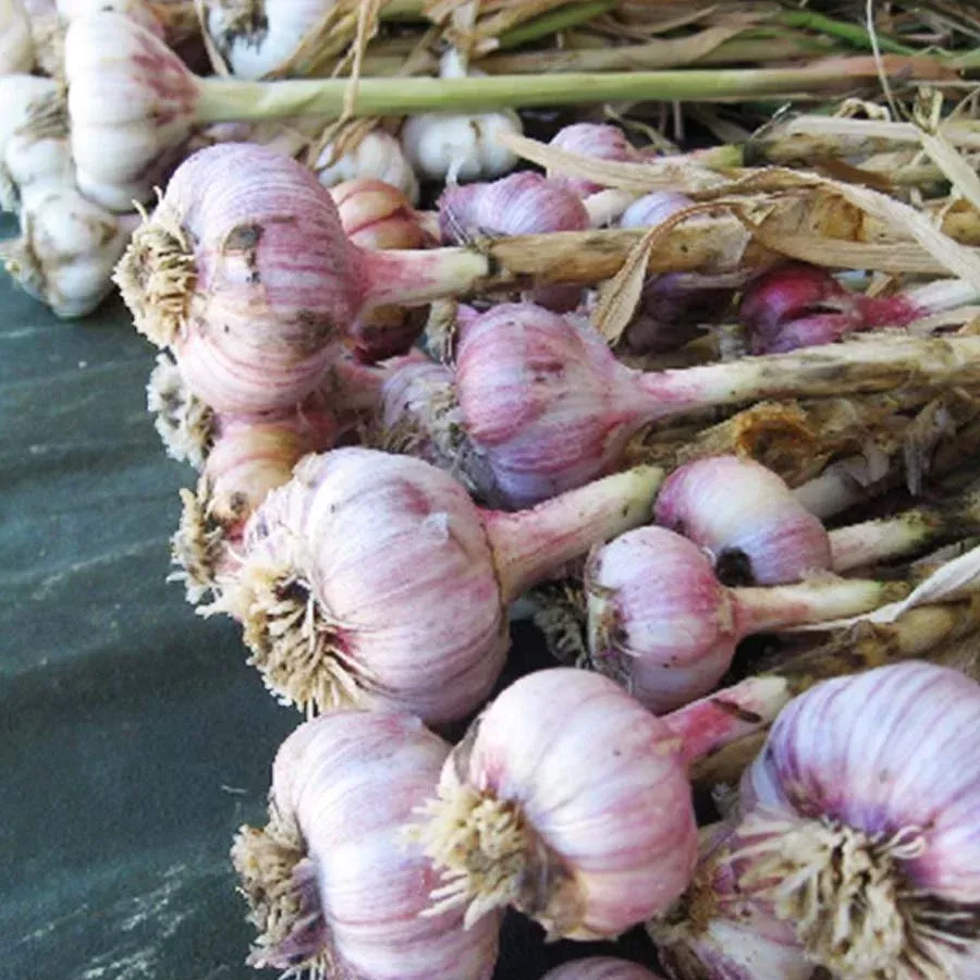 Spanish Roja Hardneck Garlic (Allium sativum) Bulbils – Rocambole Heirloom, Easy-Peel Cloves, Oregon Heirloom Since 1800s