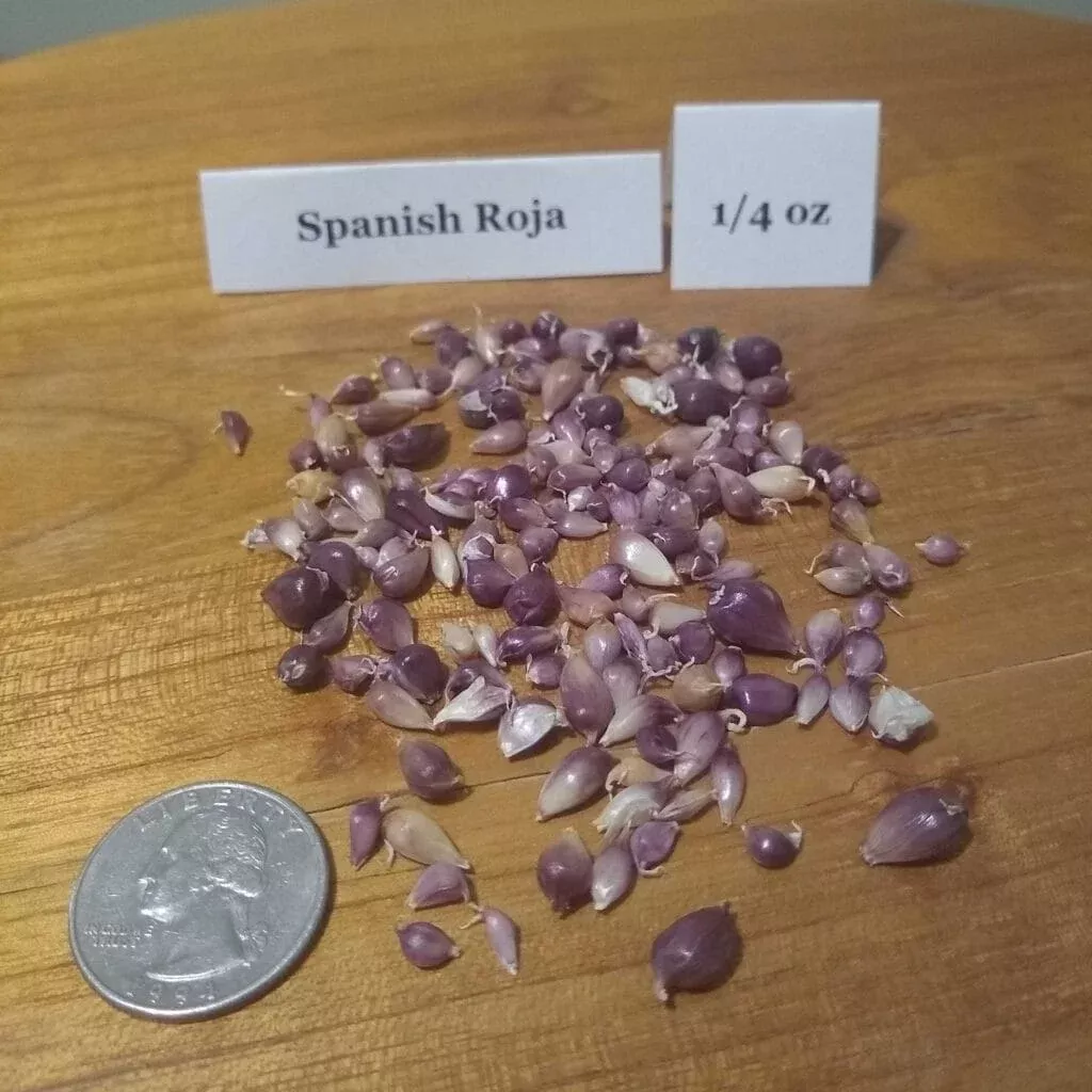 Spanish Roja
