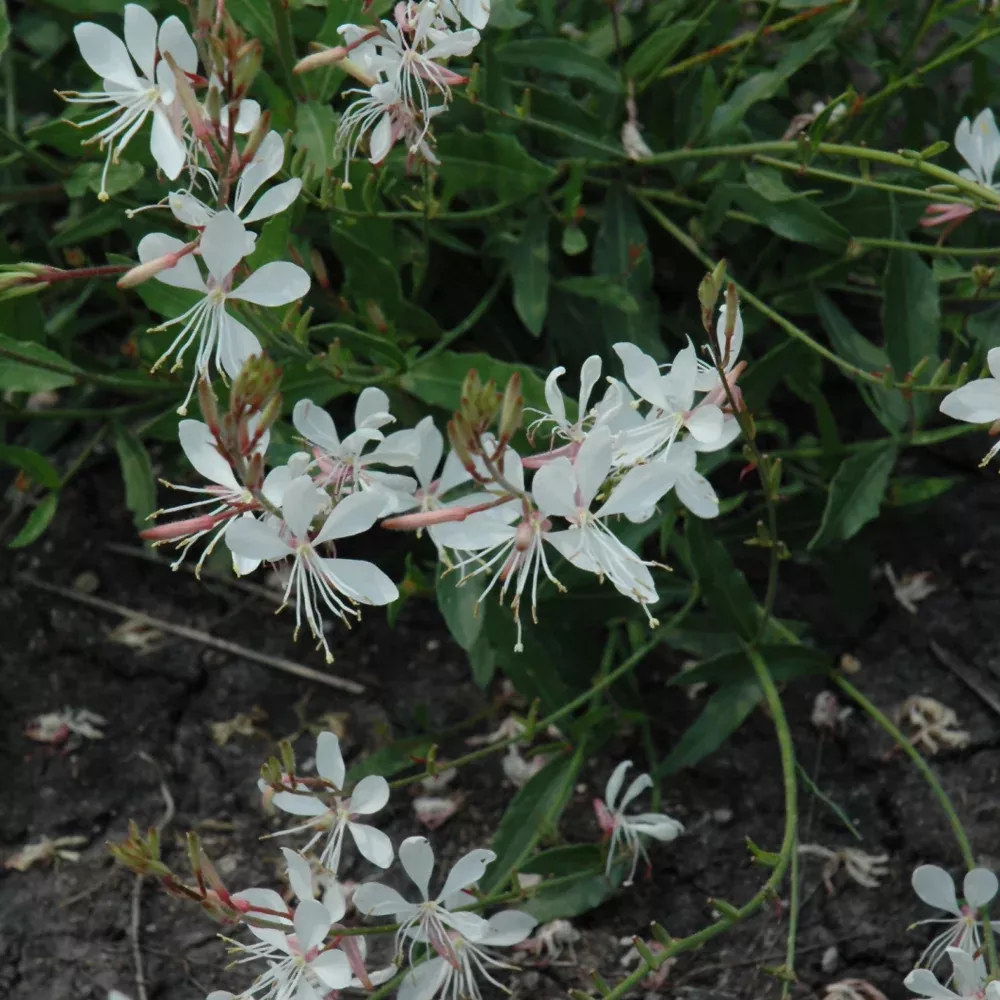 Sparkle White Gaura