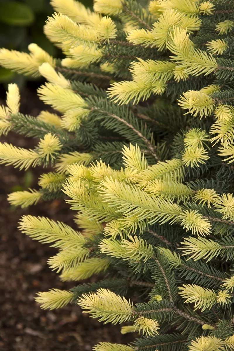 Sparkler Colorado Blue Spruce