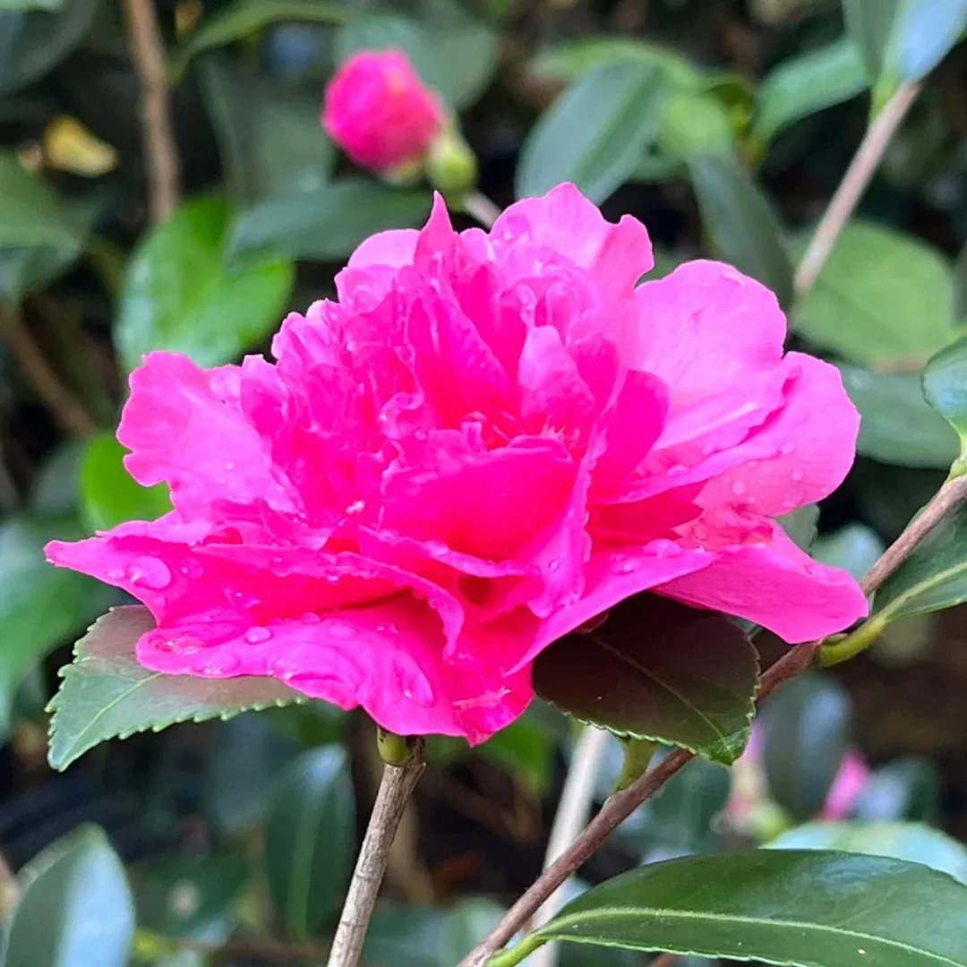 Sparkling Burgundy Camellia
