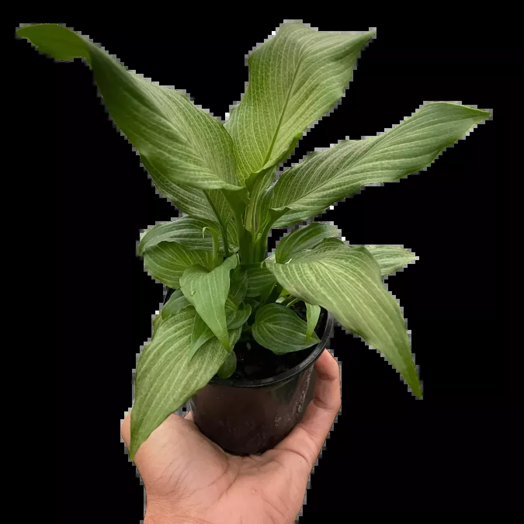 Spathiphyllum 'Platinum Mist'