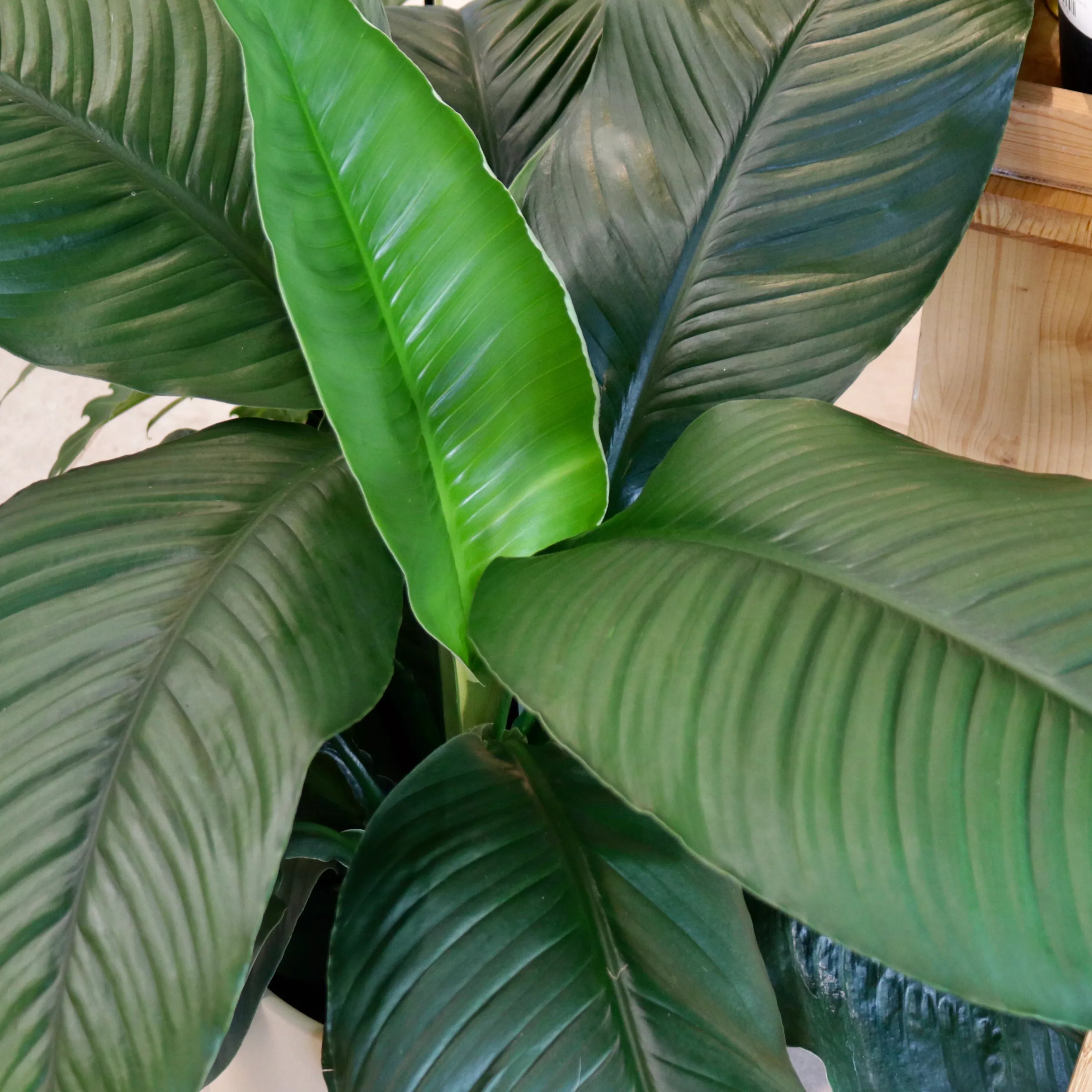 Spathiphyllum 'Sensation'