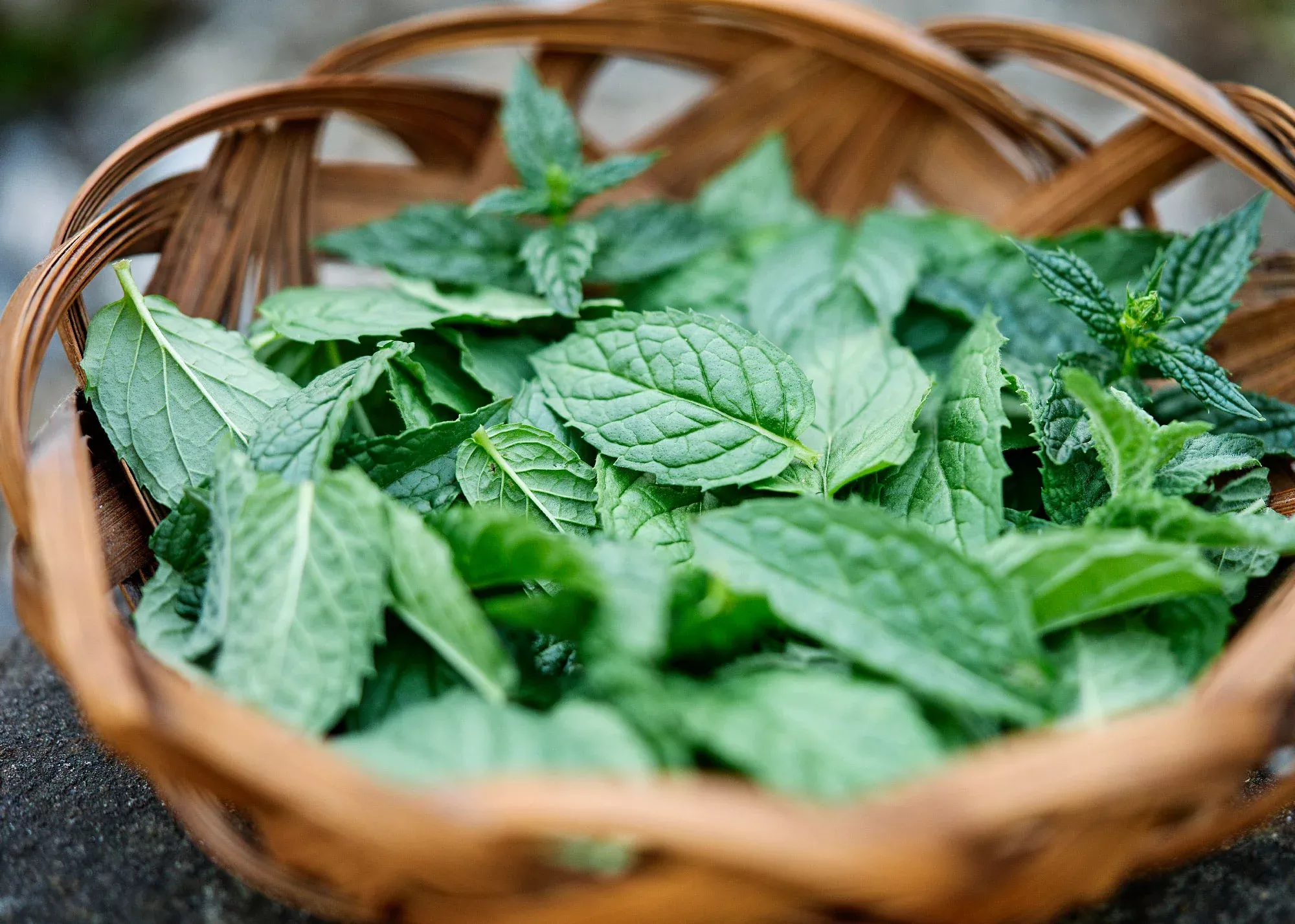 Spearmint - Mint Seeds