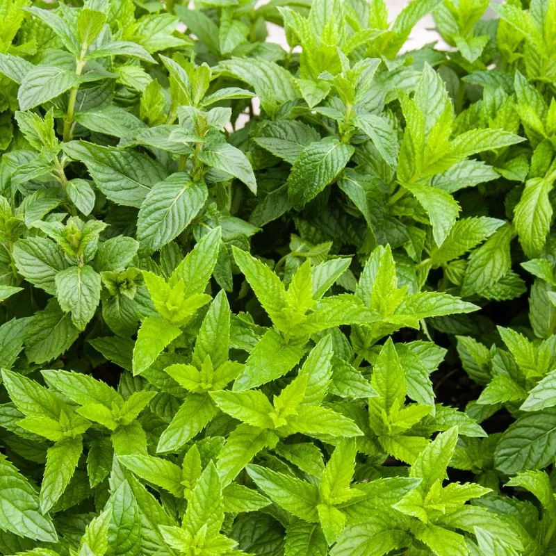 Spearmint Plant Plug (Mentha spicata) – Fragrant Herb for Teas & Cooking – Vigorous Growth for Gardens