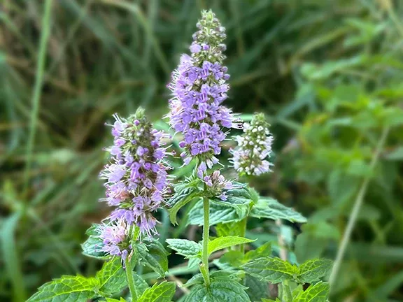 Spearmint Seeds