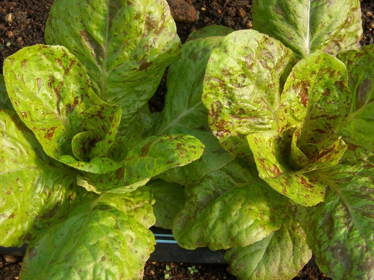 Speckled Lettuce (1799)