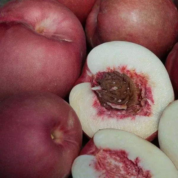 Spice Zee Nectaplum