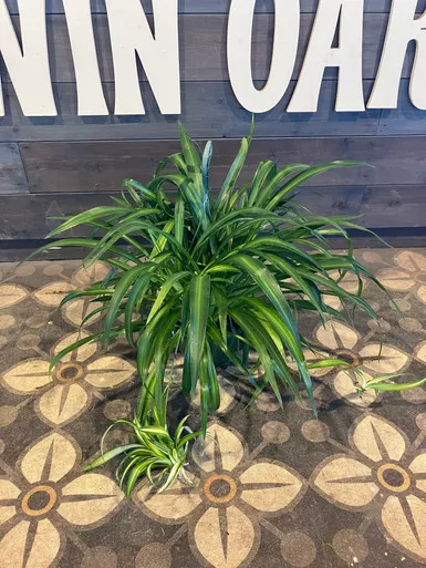 Spider Plant - Assorted Varieties