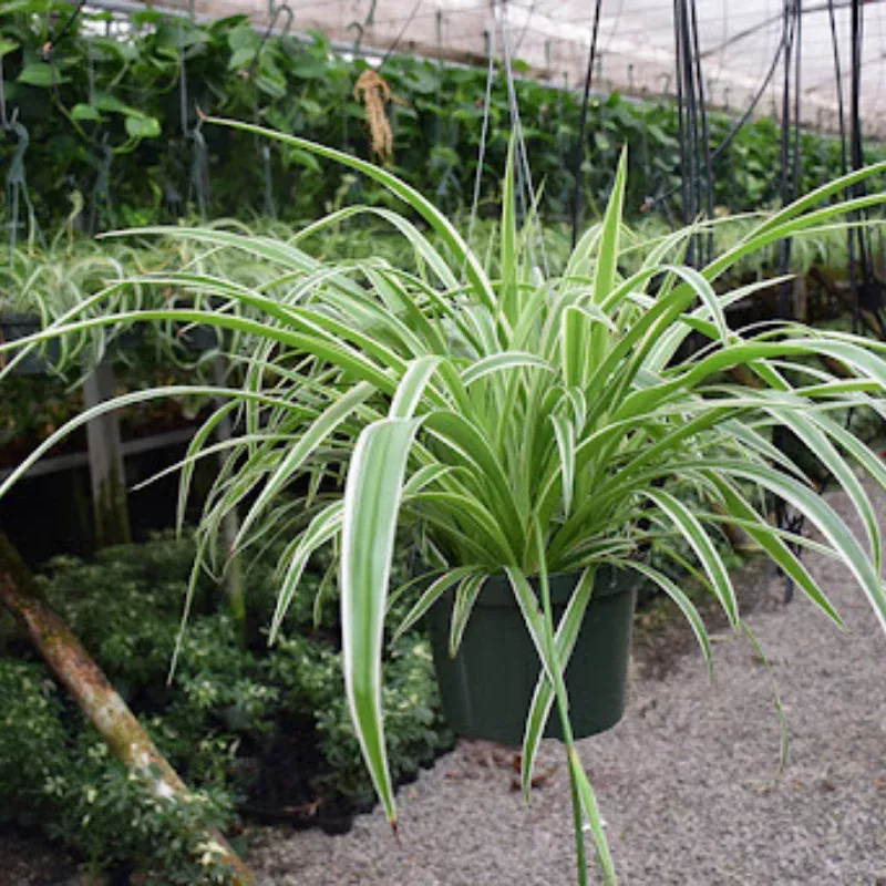 Spider Reverse Plant Plug (Chlorophytum comosum 'Reverse Variegatum') – Low-Maintenance Plant with Variegated Stripes