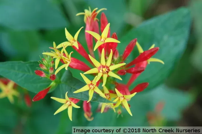 Spigelia marilandica