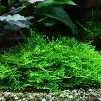 Spiky Moss (Taxiphyllum) – Live Moss for Aquariums, Terrariums, and Naturalistic Enclosures