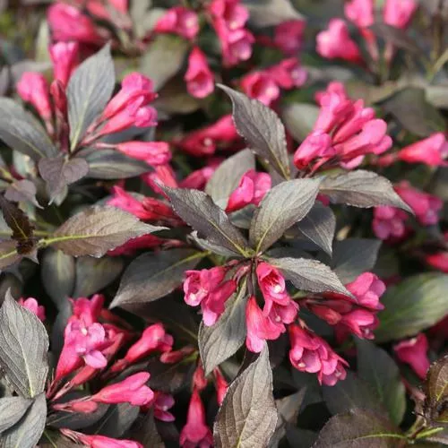 Spilled Wine Weigela