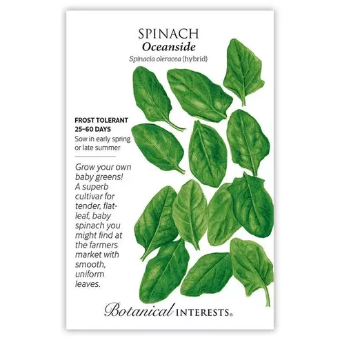 Spinach 'Oceanside'