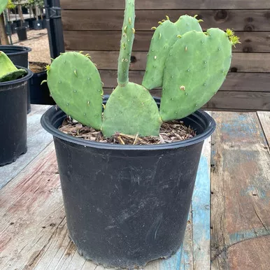 Spineless Prickly Pear Cactus