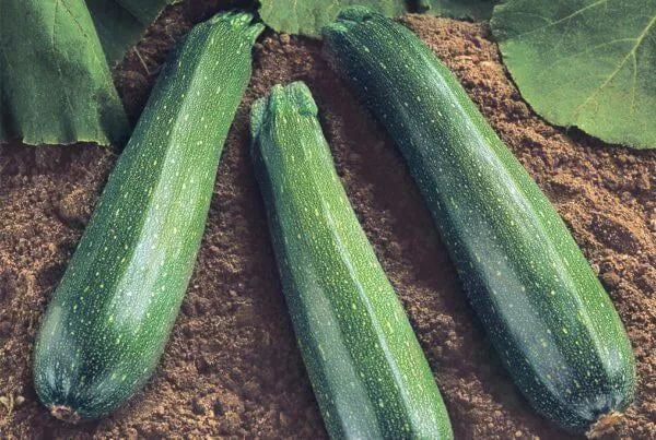 Spineless Supreme Zucchini (per thousand) Seasonal SO