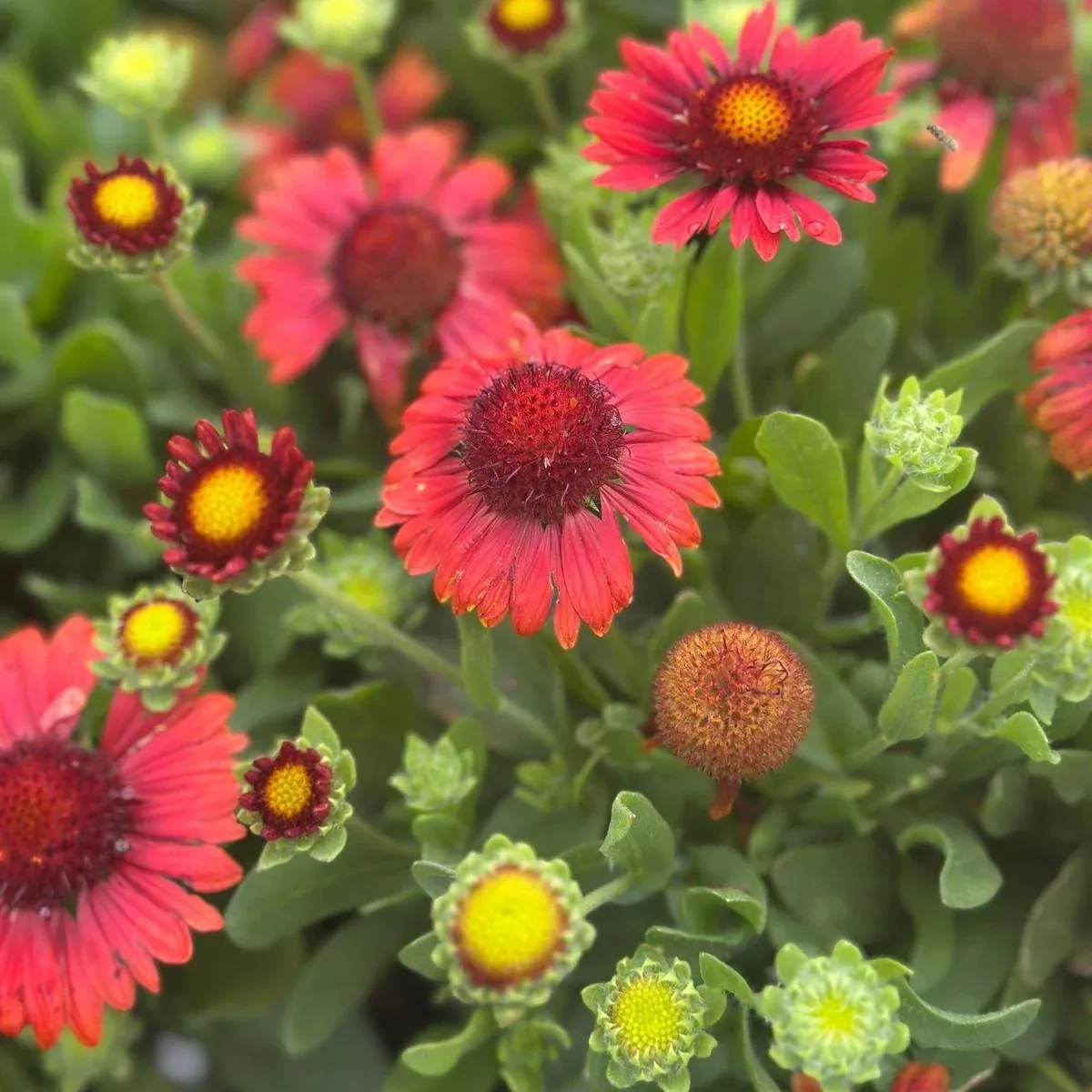 SpinTop Red Blanketflower