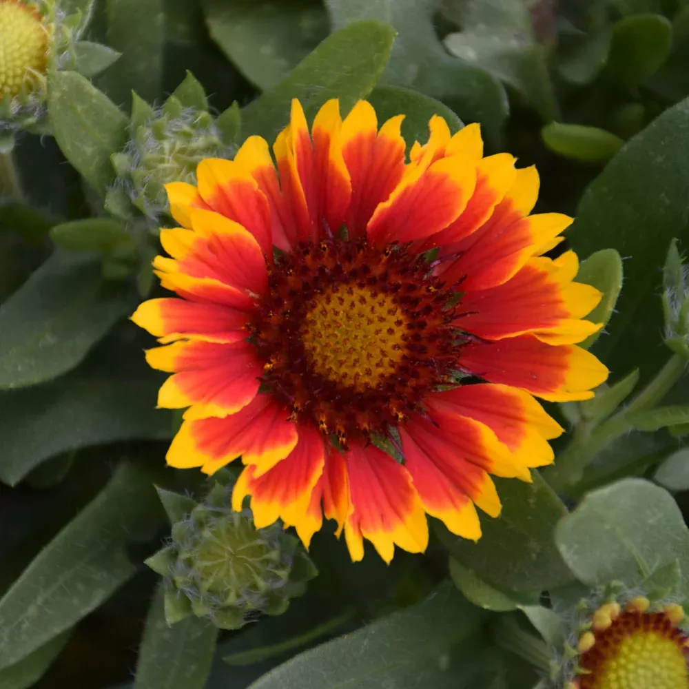 SpinTop™ Red Starburst Blanket Flower