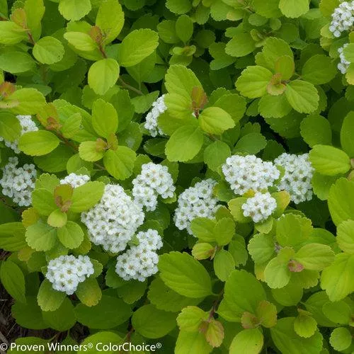 Spiraea betulifolia 'Tor Gold' - Glow Girl Birchleaf Spirea