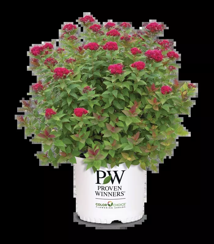Spiraea Double Play Doozie - 2 Gallon