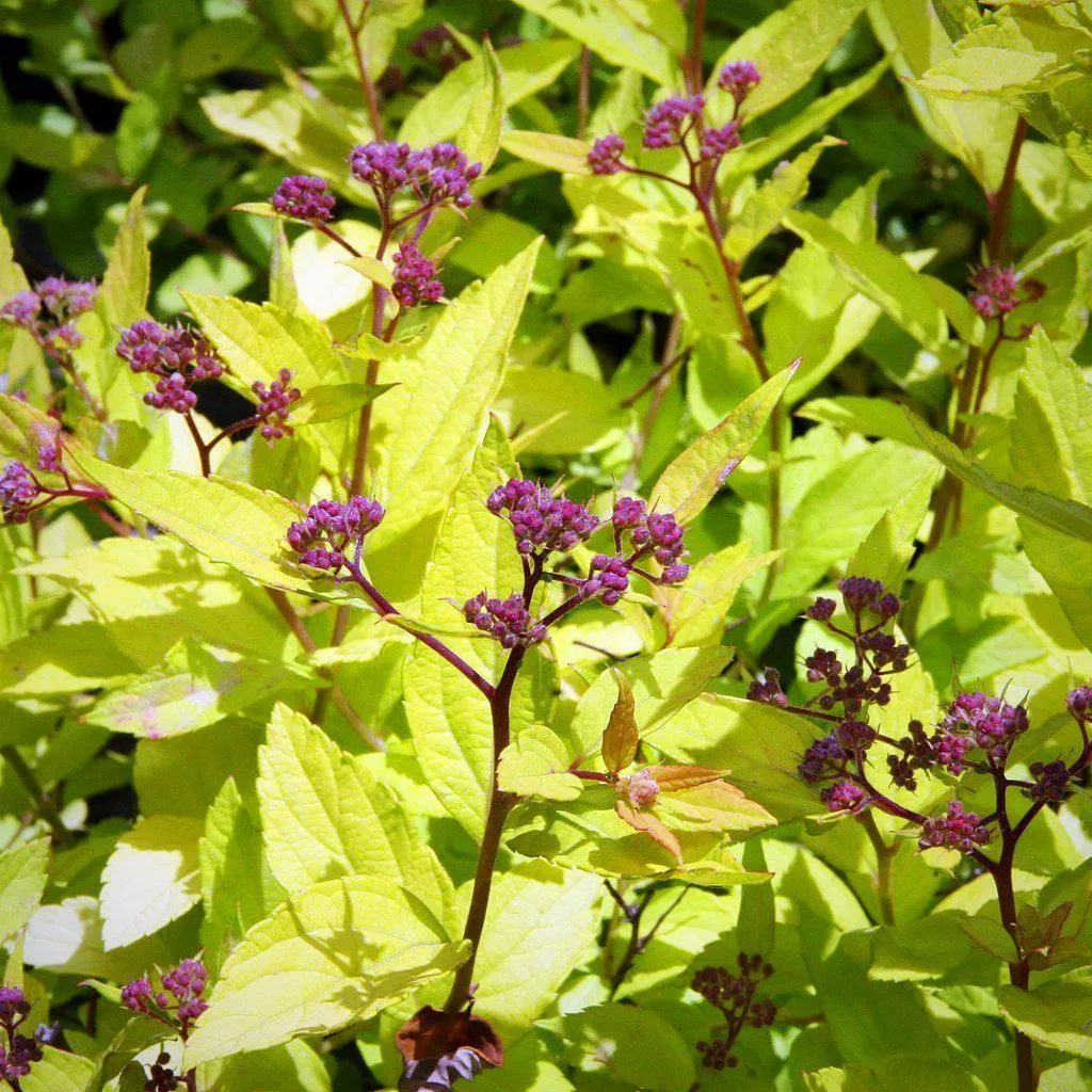 Spiraea japonica 'Goldmound'- Goldmound Spirea