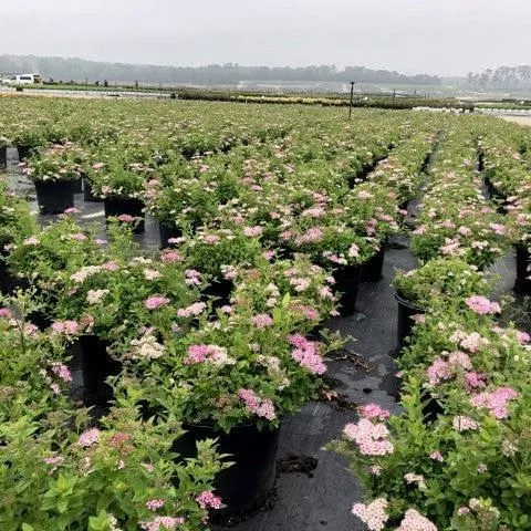 Spiraea japonica 'Little Princess'- Little Princess Spirea