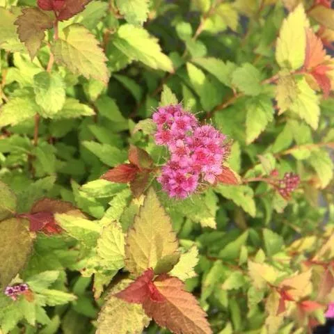 Spiraea japonica 'Matgold'- Bloomin' Easy Pop Rocks Rainbow Fizz™ Spirea