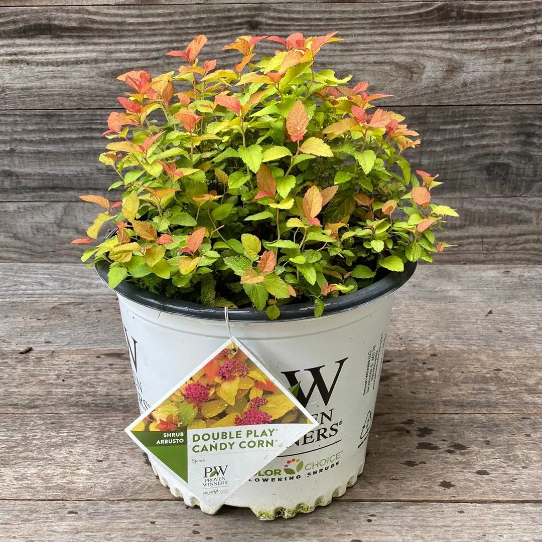 Spiraea japonica 'NCSX1'- Double Play Candy Corn Spirea