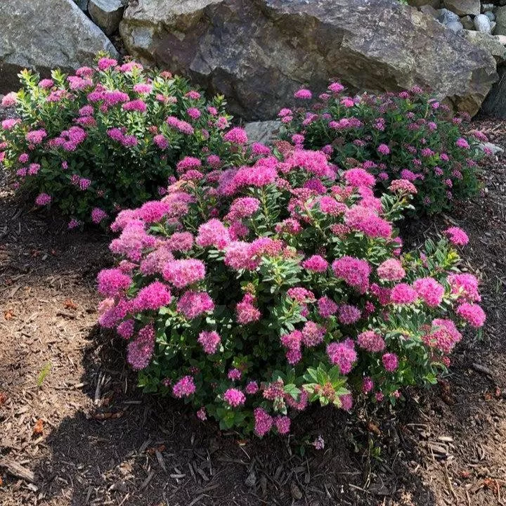 Spiraea japonica 'Odessa'- Bloomin' Easy Poprocks Petite Spirea