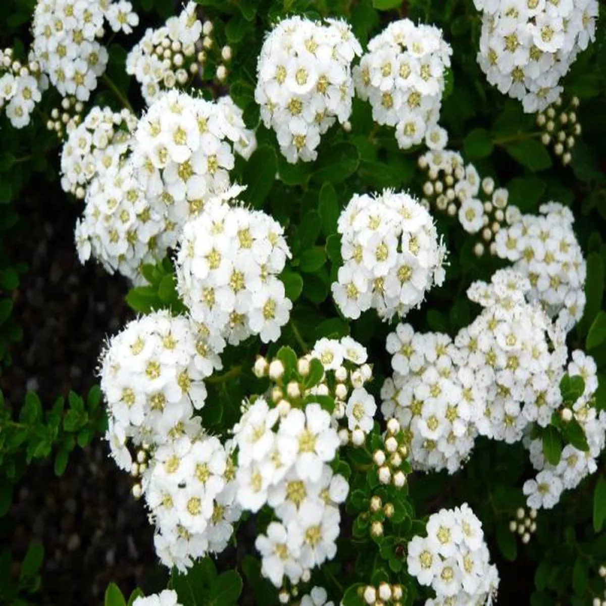 Spiraea nipponica Snowmound (7.5 Litre)Tosa spirea