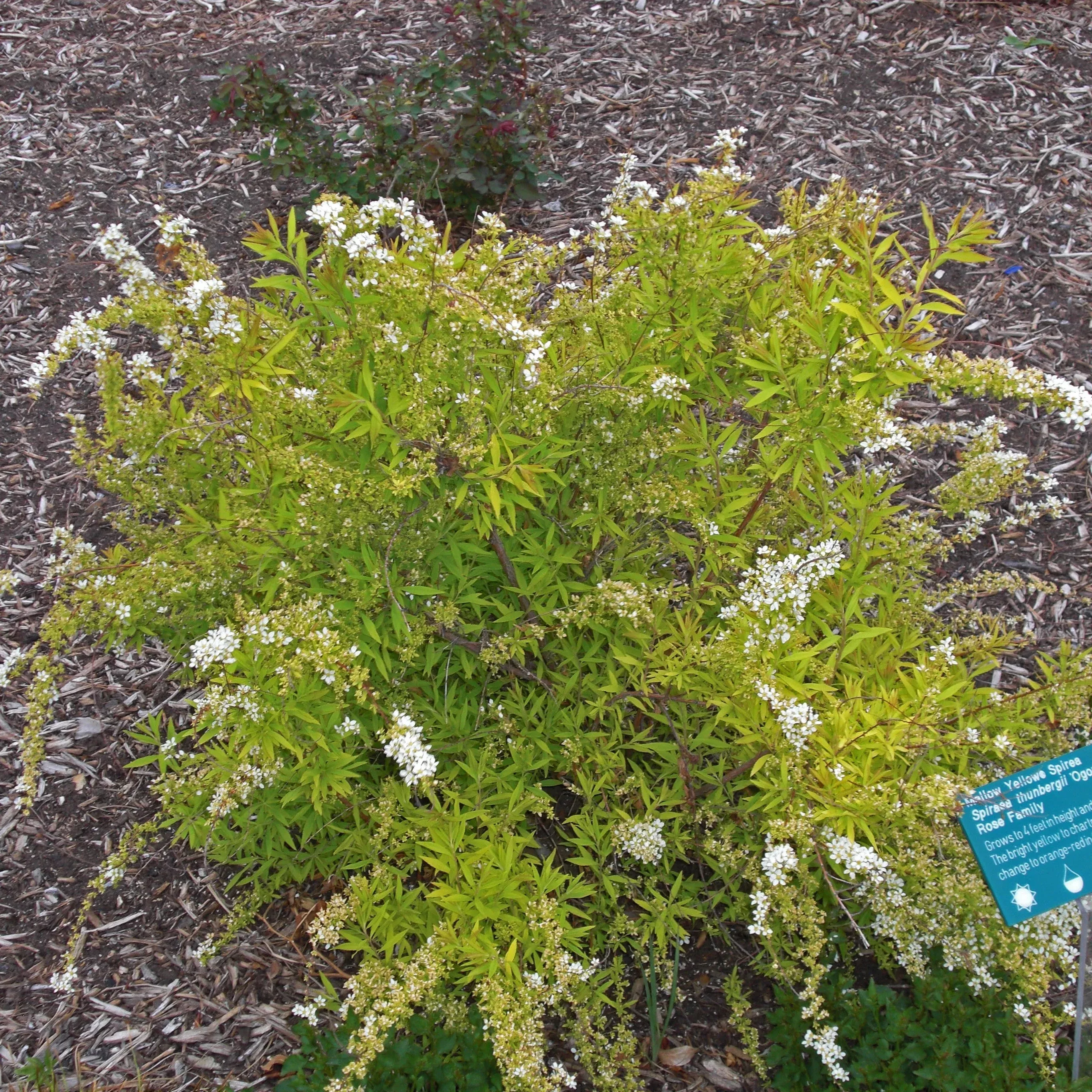 Spiraea thunbergii 'Ogon'- Gold Thread™ Spirea, Mellow Yellow Spiraea