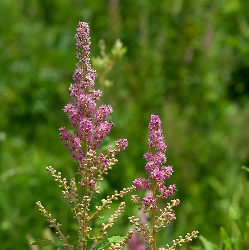 Spiraea tomentosa- Steeplebush