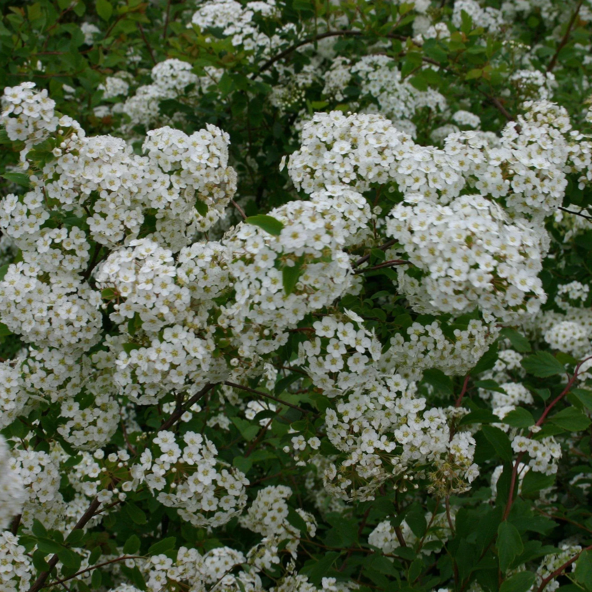 Spiraea x vanhouttei 'Renaissance'- Renaissance Spirea