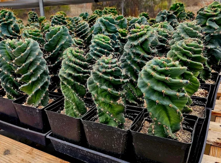 Spiral Cactus COLLECTOR PLANT