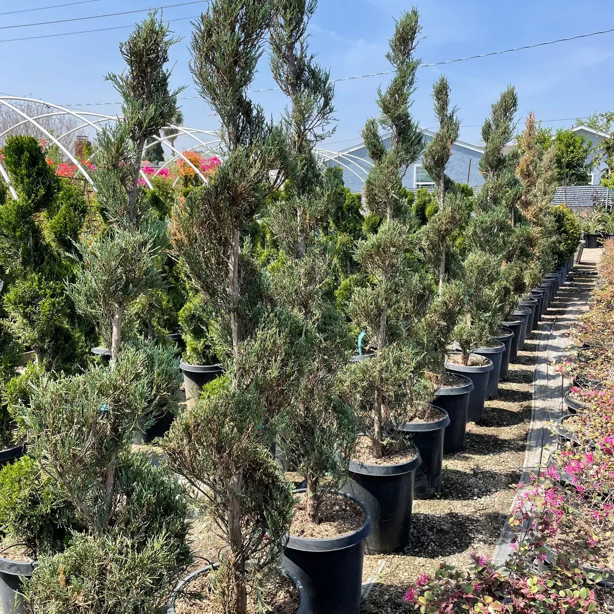 Spiral Moonglow Juniper