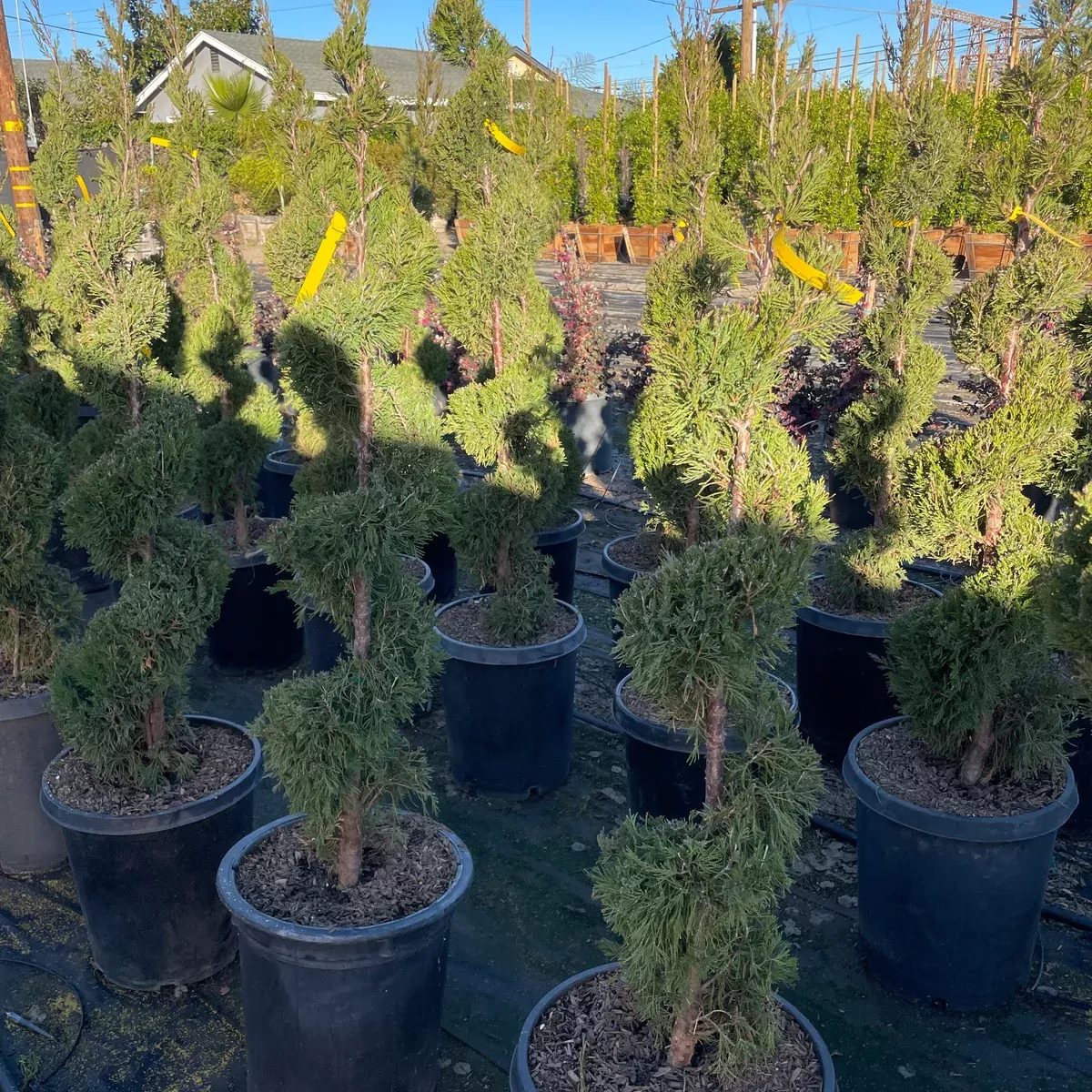 Spiral Spartan Juniper