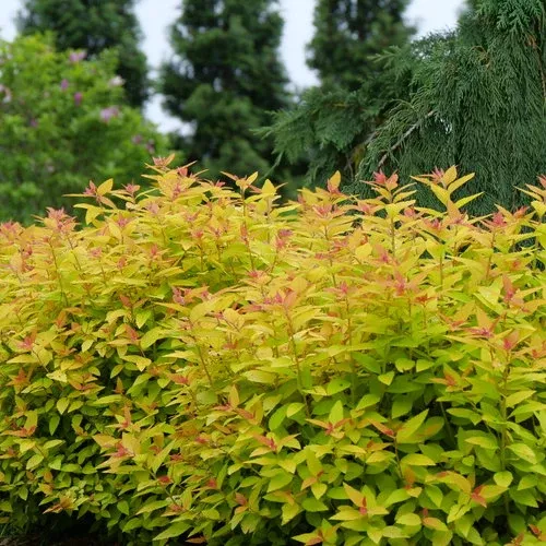 Spirea Double Play Candy Corn - 3 Gallon Pot
