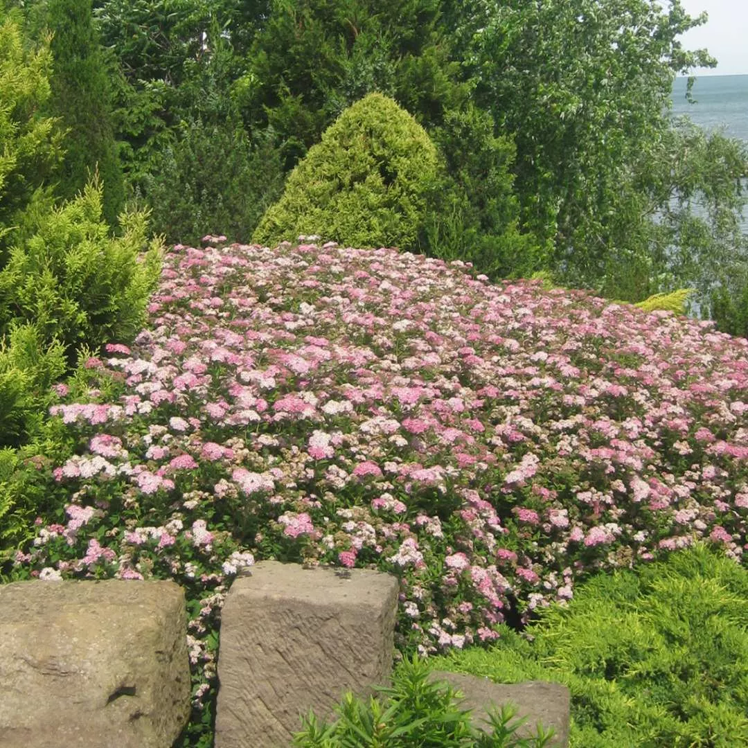 Spirea, Little Princess Flowering Shrub, 3 Gallon Container