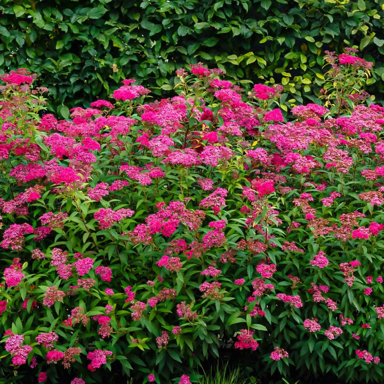 Spirea Shrub